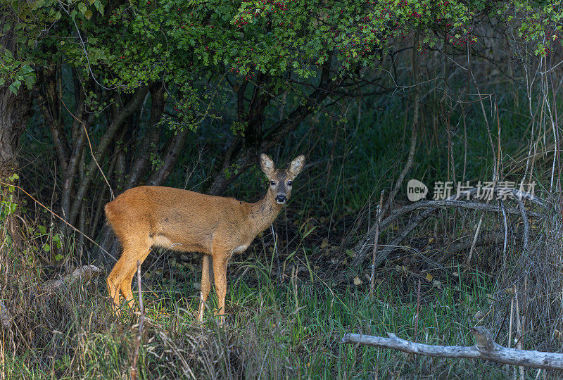 美丽的雌狍子(Capreolus Capreolus)